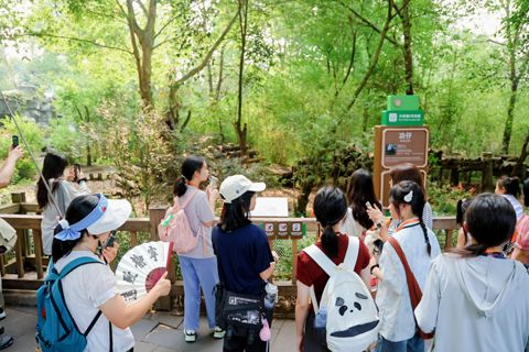Observing giant panda behaviour in the enclosure