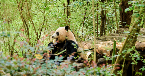 Giant panda enjoying bamboo at the Chengdu Panda Base